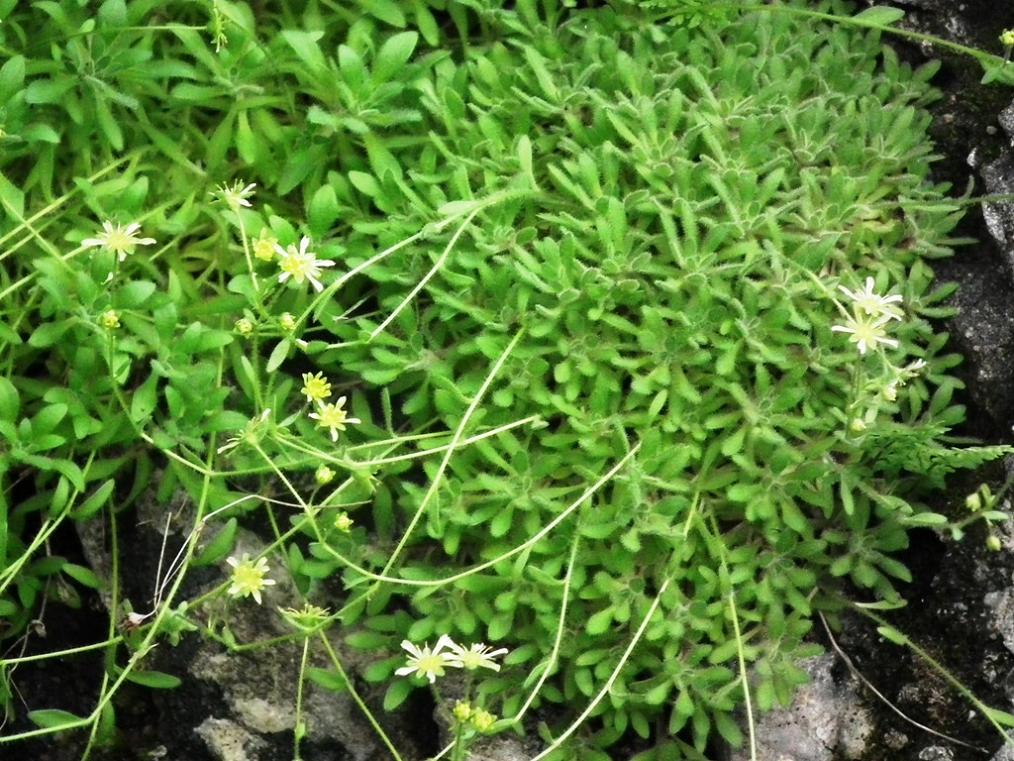 Saxifraga presolanensis / Sassifraga della Presolana